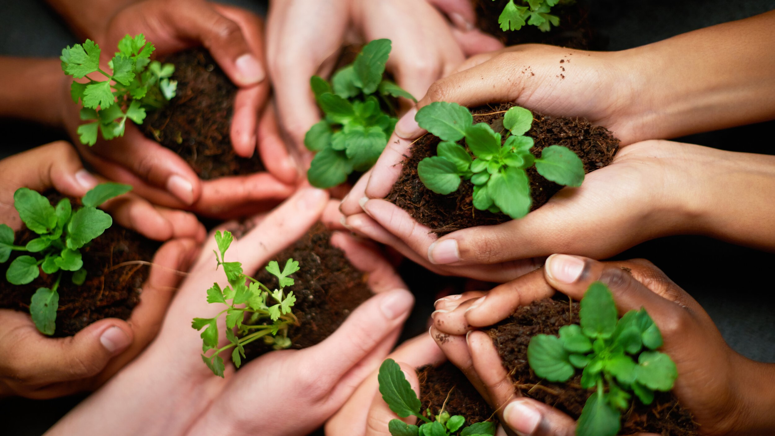 Photo of hands holding seedlings